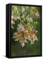 USA, California, San Luis Obispo County. Monarch butterflies in wintering cluster.-Jaynes Gallery-Framed Stretched Canvas