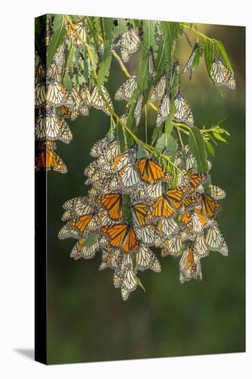 USA, California, San Luis Obispo County. Monarch butterflies in wintering cluster.-Jaynes Gallery-Stretched Canvas