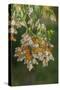 USA, California, San Luis Obispo County. Monarch butterflies in wintering cluster.-Jaynes Gallery-Stretched Canvas