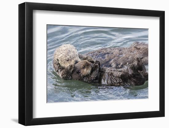 USA, California, San Luis Obispo County. Sea otter mother and pup grooming.-Jaynes Gallery-Framed Premium Photographic Print