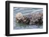 USA, California, San Luis Obispo County. Sea otter mother and pup grooming.-Jaynes Gallery-Framed Premium Photographic Print