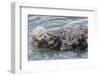 USA, California, San Luis Obispo County. Sea otter mother and pup grooming.-Jaynes Gallery-Framed Premium Photographic Print