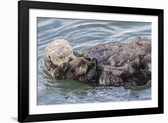 USA, California, San Luis Obispo County. Sea otter mother and pup grooming.-Jaynes Gallery-Framed Photographic Print