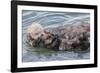 USA, California, San Luis Obispo County. Sea otter mother and pup grooming.-Jaynes Gallery-Framed Photographic Print