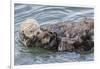 USA, California, San Luis Obispo County. Sea otter mother and pup grooming.-Jaynes Gallery-Framed Premium Photographic Print