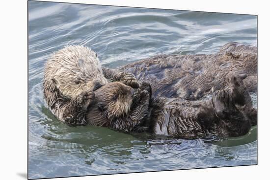 USA, California, San Luis Obispo County. Sea otter mother and pup grooming.-Jaynes Gallery-Mounted Premium Photographic Print