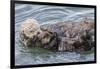 USA, California, San Luis Obispo County. Sea otter mother and pup grooming.-Jaynes Gallery-Framed Premium Photographic Print