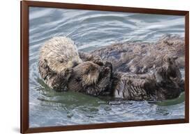 USA, California, San Luis Obispo County. Sea otter mother and pup grooming.-Jaynes Gallery-Framed Photographic Print