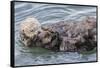 USA, California, San Luis Obispo County. Sea otter mother and pup grooming.-Jaynes Gallery-Framed Stretched Canvas