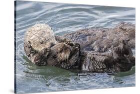 USA, California, San Luis Obispo County. Sea otter mother and pup grooming.-Jaynes Gallery-Stretched Canvas