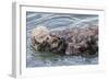 USA, California, San Luis Obispo County. Sea otter mother and pup grooming.-Jaynes Gallery-Framed Photographic Print