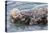 USA, California, San Luis Obispo County. Sea otter mother and pup grooming.-Jaynes Gallery-Stretched Canvas