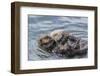 USA, California, San Luis Obispo County. Sea otter mother and pup grooming.-Jaynes Gallery-Framed Photographic Print