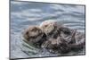 USA, California, San Luis Obispo County. Sea otter mother and pup grooming.-Jaynes Gallery-Mounted Photographic Print