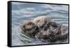 USA, California, San Luis Obispo County. Sea otter mother and pup grooming.-Jaynes Gallery-Framed Stretched Canvas