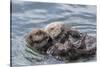 USA, California, San Luis Obispo County. Sea otter mother and pup grooming.-Jaynes Gallery-Stretched Canvas