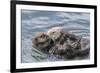 USA, California, San Luis Obispo County. Sea otter mother and pup grooming.-Jaynes Gallery-Framed Premium Photographic Print