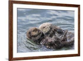 USA, California, San Luis Obispo County. Sea otter mother and pup grooming.-Jaynes Gallery-Framed Premium Photographic Print