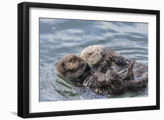 USA, California, San Luis Obispo County. Sea otter mother and pup grooming.-Jaynes Gallery-Framed Photographic Print