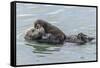 USA, California, San Luis Obispo County. Sea otter mother and pup.-Jaynes Gallery-Framed Stretched Canvas