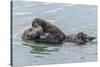 USA, California, San Luis Obispo County. Sea otter mother and pup.-Jaynes Gallery-Stretched Canvas