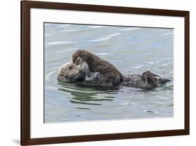 USA, California, San Luis Obispo County. Sea otter mother and pup.-Jaynes Gallery-Framed Premium Photographic Print