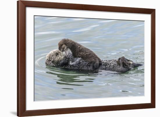 USA, California, San Luis Obispo County. Sea otter mother and pup.-Jaynes Gallery-Framed Premium Photographic Print