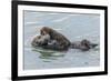 USA, California, San Luis Obispo County. Sea otter mother and pup.-Jaynes Gallery-Framed Premium Photographic Print