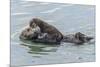 USA, California, San Luis Obispo County. Sea otter mother and pup.-Jaynes Gallery-Mounted Premium Photographic Print