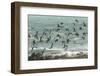 USA, California, San Luis Obispo County. Seagulls in flight.-Jaynes Gallery-Framed Photographic Print