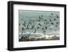 USA, California, San Luis Obispo County. Seagulls in flight.-Jaynes Gallery-Framed Photographic Print