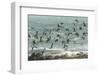 USA, California, San Luis Obispo County. Seagulls in flight.-Jaynes Gallery-Framed Photographic Print