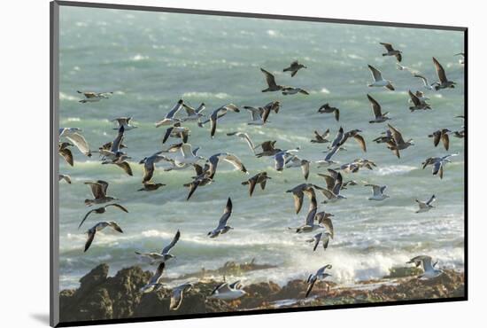 USA, California, San Luis Obispo County. Seagulls in flight.-Jaynes Gallery-Mounted Photographic Print