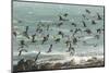 USA, California, San Luis Obispo County. Seagulls in flight.-Jaynes Gallery-Mounted Photographic Print