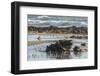 USA, California, San Luis Obispo County. Shorebirds and rocks next to ocean.-Jaynes Gallery-Framed Photographic Print