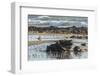 USA, California, San Luis Obispo County. Shorebirds and rocks next to ocean.-Jaynes Gallery-Framed Photographic Print