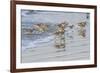 USA, California, San Luis Obispo County. Willets running in surf.-Jaynes Gallery-Framed Photographic Print