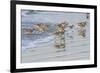 USA, California, San Luis Obispo County. Willets running in surf.-Jaynes Gallery-Framed Photographic Print