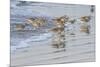 USA, California, San Luis Obispo County. Willets running in surf.-Jaynes Gallery-Mounted Photographic Print