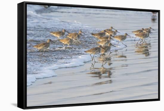 USA, California, San Luis Obispo County. Willets running in surf.-Jaynes Gallery-Framed Stretched Canvas