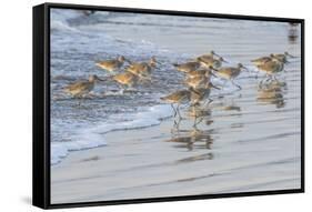 USA, California, San Luis Obispo County. Willets running in surf.-Jaynes Gallery-Framed Stretched Canvas