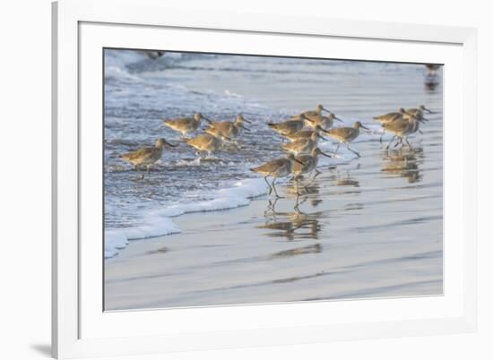 USA, California, San Luis Obispo County. Willets running in surf.-Jaynes Gallery-Framed Premium Photographic Print