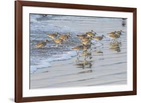 USA, California, San Luis Obispo County. Willets running in surf.-Jaynes Gallery-Framed Premium Photographic Print