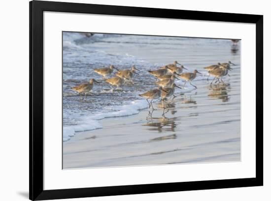 USA, California, San Luis Obispo County. Willets running in surf.-Jaynes Gallery-Framed Premium Photographic Print