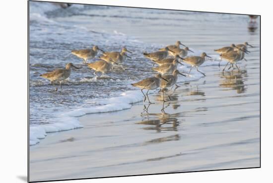 USA, California, San Luis Obispo County. Willets running in surf.-Jaynes Gallery-Mounted Premium Photographic Print