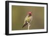 USA, California, San Luis Obispo. Male Anna's hummingbird displaying colors.-Jaynes Gallery-Framed Photographic Print