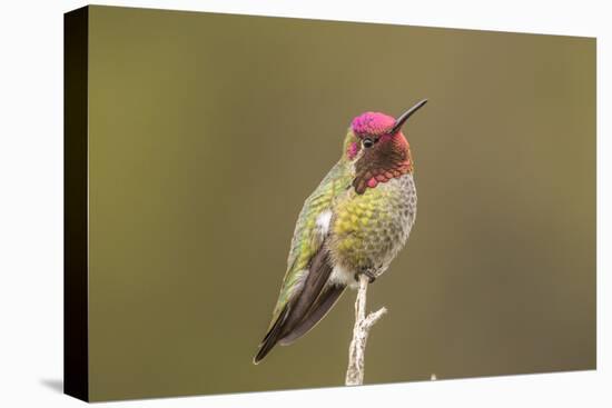 USA, California, San Luis Obispo. Male Anna's hummingbird displaying colors.-Jaynes Gallery-Stretched Canvas