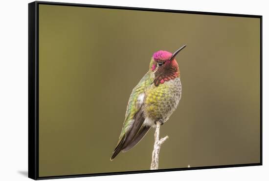 USA, California, San Luis Obispo. Male Anna's hummingbird displaying colors.-Jaynes Gallery-Framed Stretched Canvas