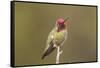 USA, California, San Luis Obispo. Male Anna's hummingbird displaying colors.-Jaynes Gallery-Framed Stretched Canvas