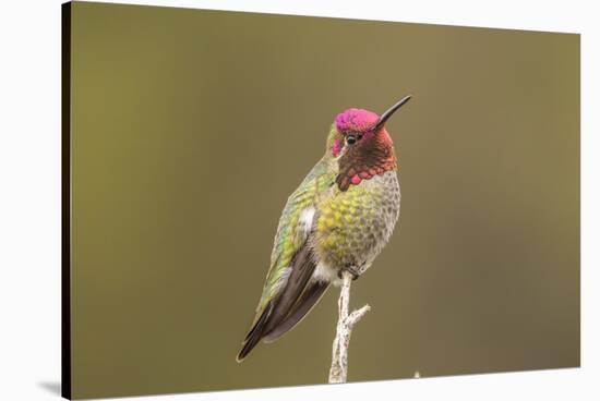USA, California, San Luis Obispo. Male Anna's hummingbird displaying colors.-Jaynes Gallery-Stretched Canvas